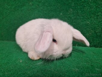 Zakrslý beránek s rodokmenem - 10