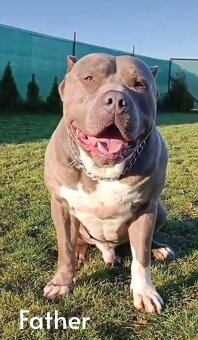 American Bully XL - ke krytí - 10
