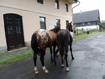 Appaloosa přiouštění klisen - 10