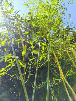 Bambus Phyllostachys bisseti nebo Phyllostachys aureosulcat - 10