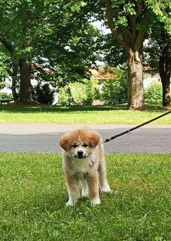 Akita inu c PP - 10
