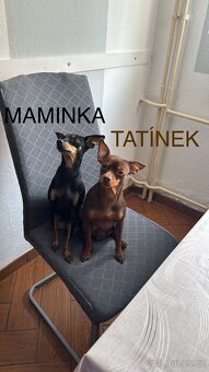 ✨ČOKOLÁDOVÉ ŠTĚSTÍ DO DLANĚ – PRAŽSKÝ KRYSAŘÍK BEZ PP✨ - 10