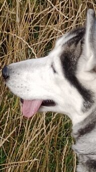 Sibiřský husky kira (čistokrevná, očkovaná, čipována) - 10