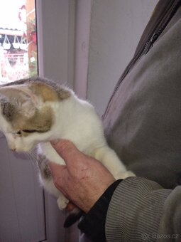 Koťátka - 10