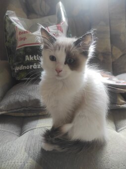 Ragdoll koťata bez PP - 10
