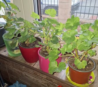 Anturie červená a jiné - 10