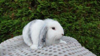 Zakrslý beránek, králíček, králík - MOLLY - 10