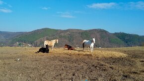 Ustájení koní 24/7 - 10