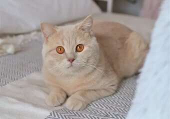 Kocourci s PP k rezervaci - 10