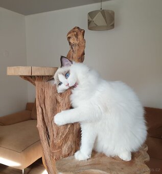 Ragdoll kocourek s PP, adopce. - 10