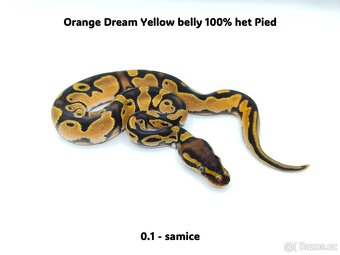 Krajta královská (Python regius) - mláďata - 10