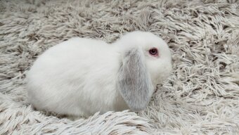 Zakrslý beránek, králíček, králík - MOLLY - 10