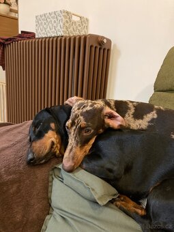 Jezevčík trpasličí krátkosrstý - 10