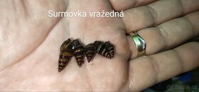 Akvárium, šneci, krevetky neocaridina Bloody mix, Orange - 10