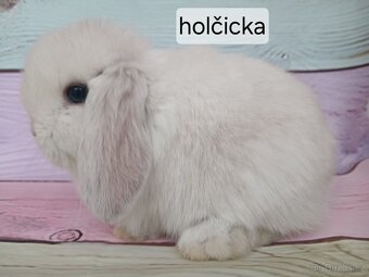 Králíčci Minilop - 10