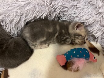 Britská koťátka - 10