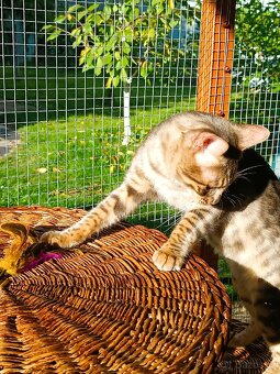 Vzácný MODRÝ Bengálský kocourek s PP - 10