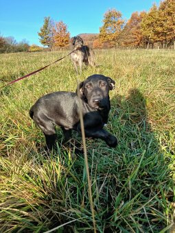 ŠTĚŇÁTKO, ŠTĚŇÁTKA, ŠTĚŇATA, ŠTĚŇE K ODBĚRU - 10