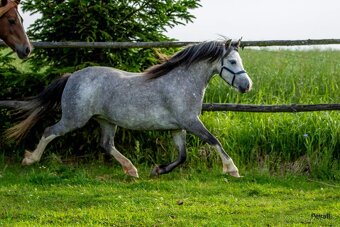 5-letá welsh mountain pony klisna - 10