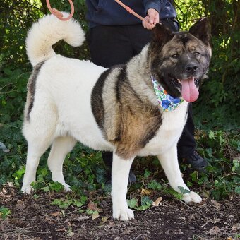 MACI K ADOPCI - přátelská, hravá, vděčná, vhodná k dětem - 10