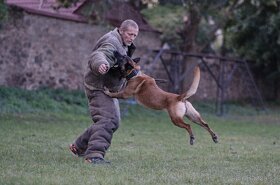 2 chovní psi belgický ovčák malinois ke krytí - 10