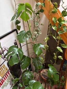 Monstera pokojovky - 10
