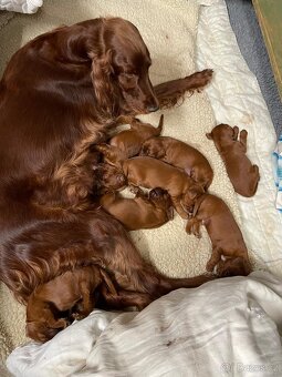 Irský setr štěňata s PP - 10