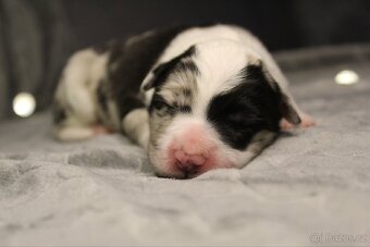 Štěňátka border kolie s PP - 10