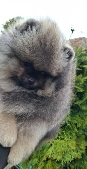 Pomeranian s PP FCI - 10
