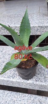 Pokojové rostliny - 10