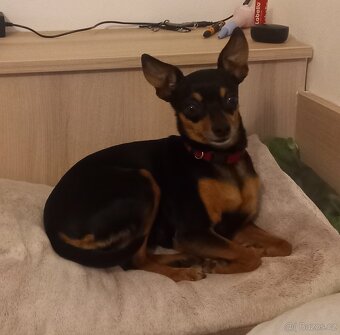 Pražský krysařík - 10