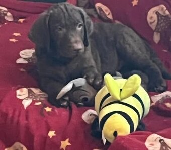 Chesapeake bay retriver (jako hnědý labrador, retrívr) s PP - 10