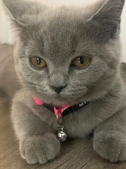 Продам британських кошенят - 10