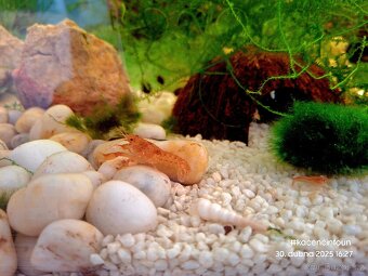 CPO mini ráček - Cambarellus patzcuarensis orange - 10