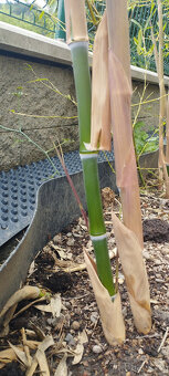 Obří mrazuvzdorný bambus phyllostachys, Vsetín - 10
