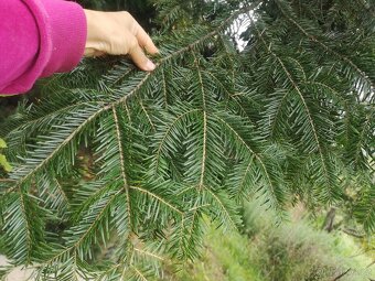 Prodám chvojí z jedle bělokoré - 10