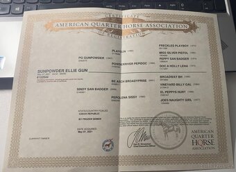 AQH TOP klisna po PG Gunpowder - 10