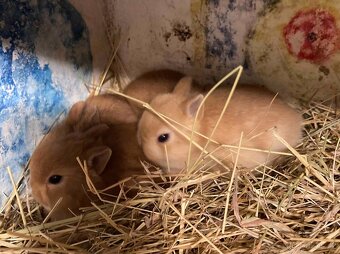 Zakrslý králíček - Červení saténoví, Lvíčci, Morčátka - 10