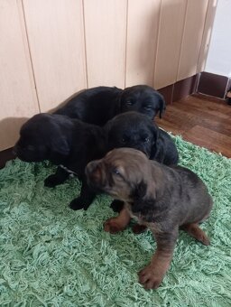 Nabízím štěňátka do dobrých rukou. - 10