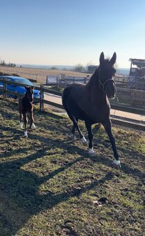 5letá ČT klisna na prodej - 10