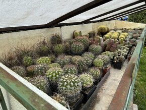 Prodám kaktusy - sbírka - 10