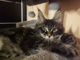 Mainská mývalí bez PP - 10