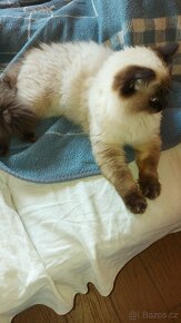 Ragdoll kocur na krytie - 10