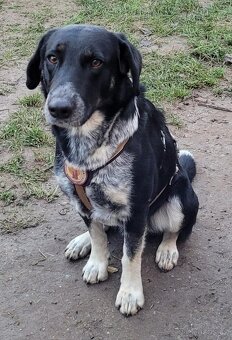 Stěně Labrador - 10