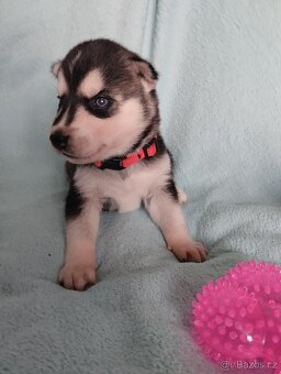 Sibiřský husky štěně štěňata štěňátka - 10