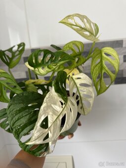 Monstera Adansonii Japanese Tricolor - 10