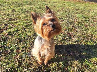 Jorkšírský teriér připuštění, krytí - 10