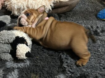 Anglický buldok s PP FCI - 10