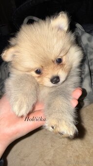 štěňátka pomeranian - 10