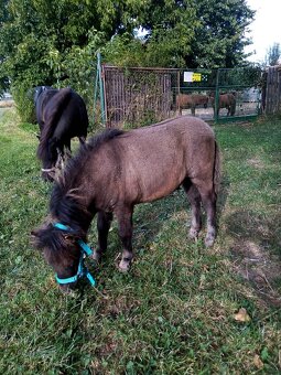 Shetland pony s pp - 10